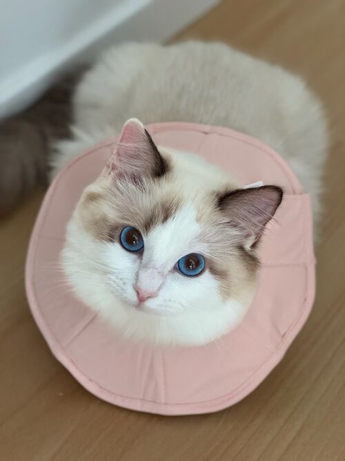 IMG_2334.jpeg
